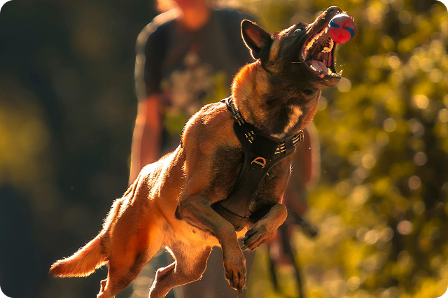 Míčky pro psy_1 1